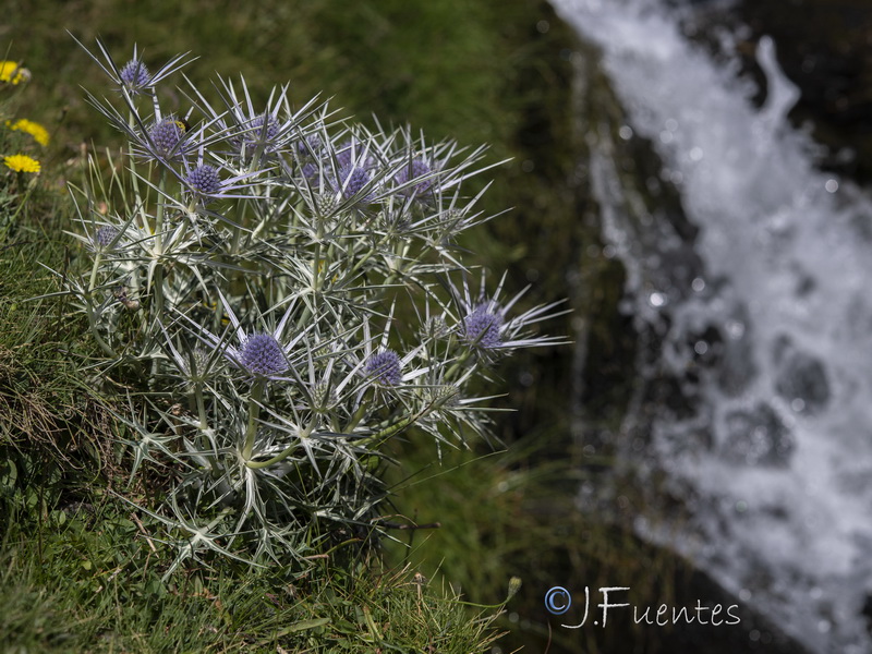 Eryngium glaciale.24