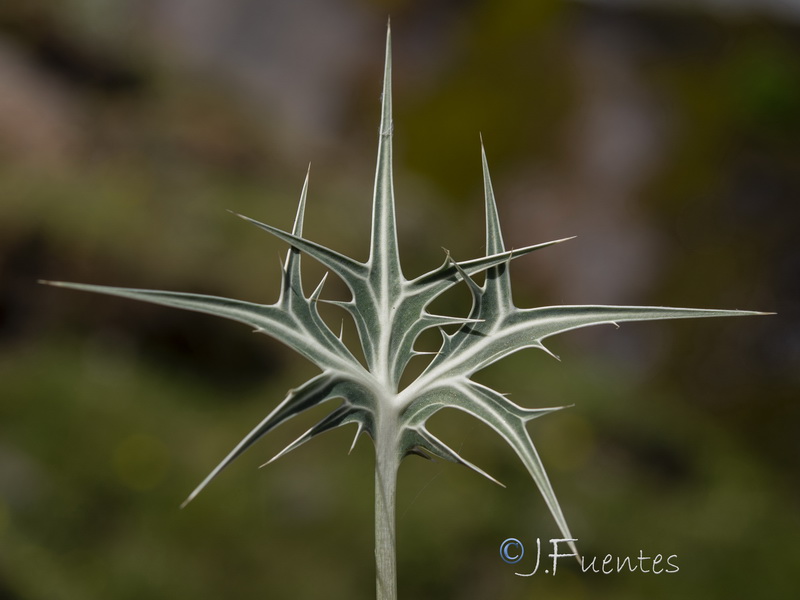 Eryngium glaciale.25