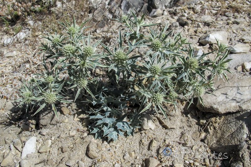 Eryngium grosii.01