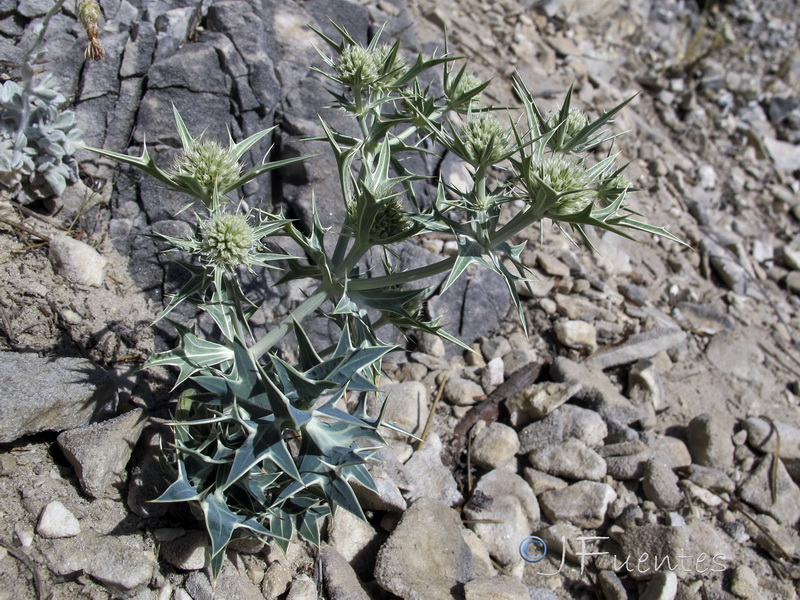 Eryngium grosii.02