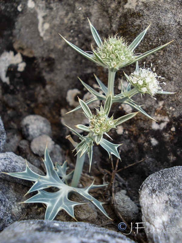 Eryngium grosii.03