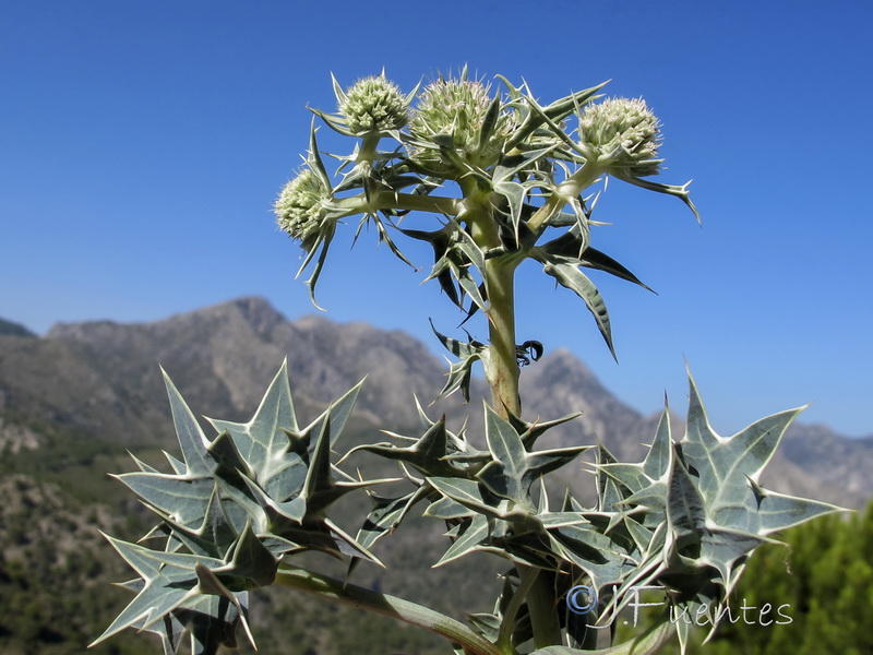 Eryngium grosii.04
