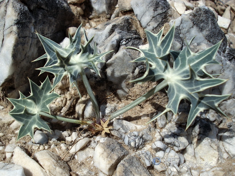Eryngium grosii.05
