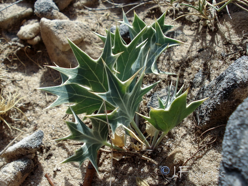Eryngium grosii.07