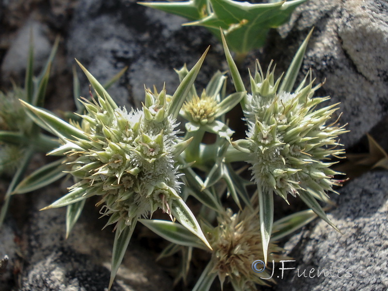 Eryngium grosii.09