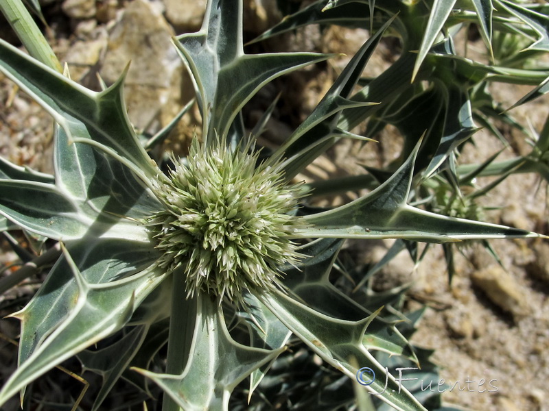 Eryngium grosii.10
