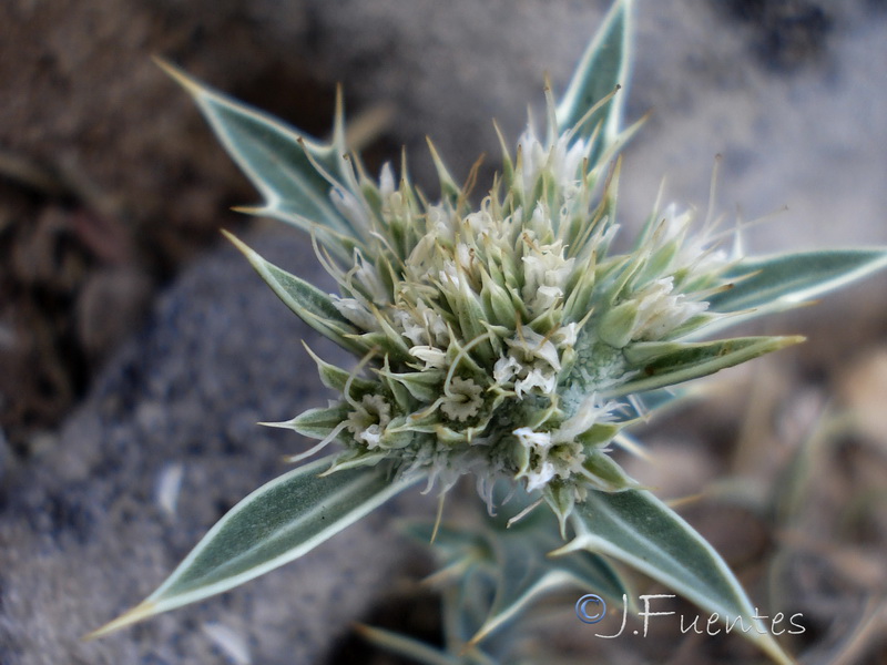 Eryngium grosii.11