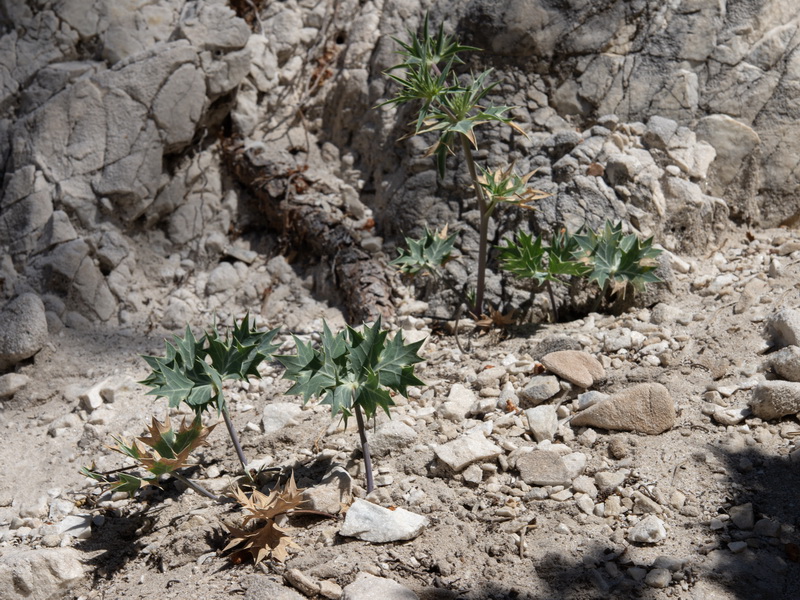 Eryngium grosii.12
