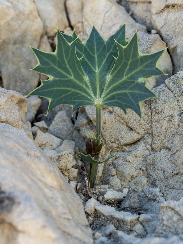 Eryngium grosii.15