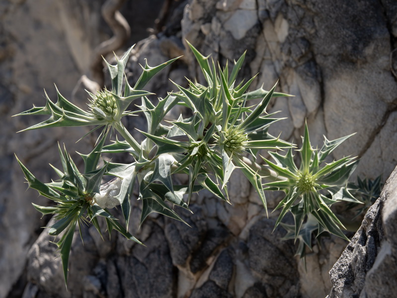 Eryngium grosii.01