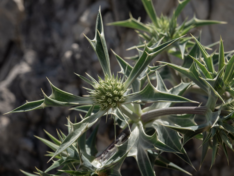 Eryngium grosii.11