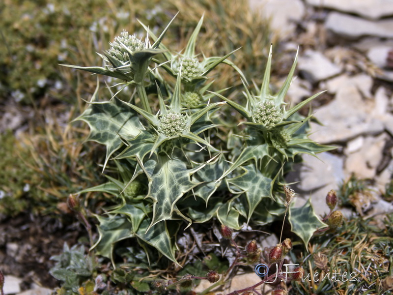 Eryngium huteri.04