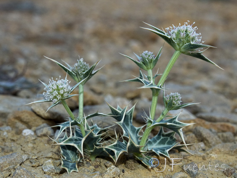 Eryngium huteri.12