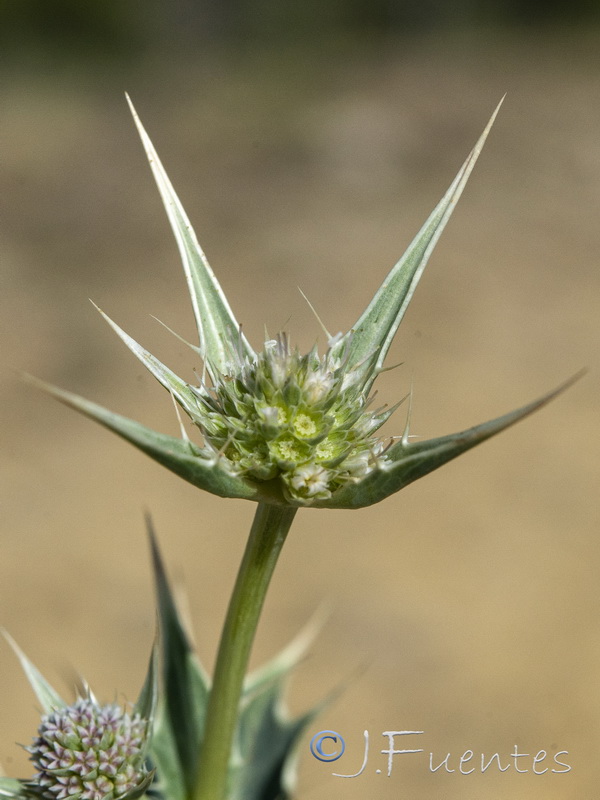 Eryngium huteri.13