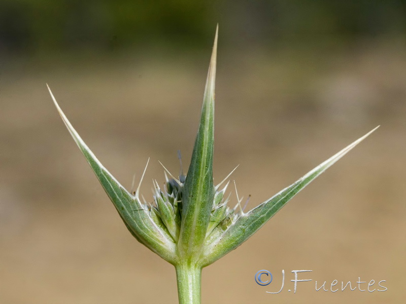 Eryngium huteri.14