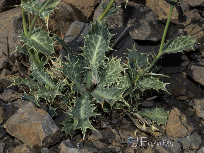 Eryngium huteri.09