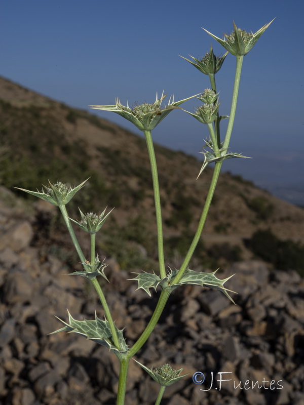 Eryngium huteri.08