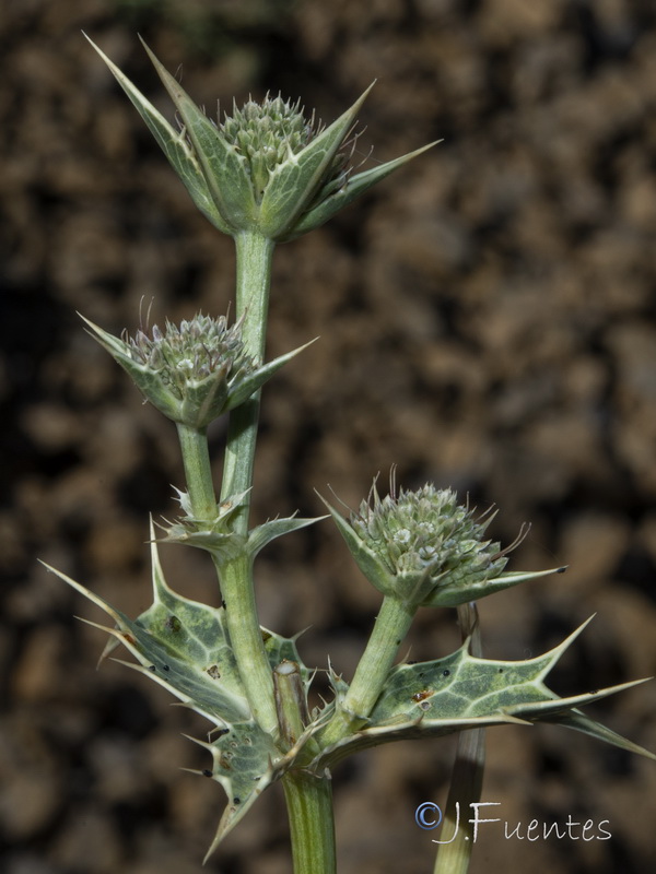 Eryngium huteri.24