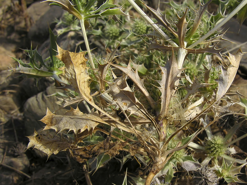 Eryngium ilicifolium.02