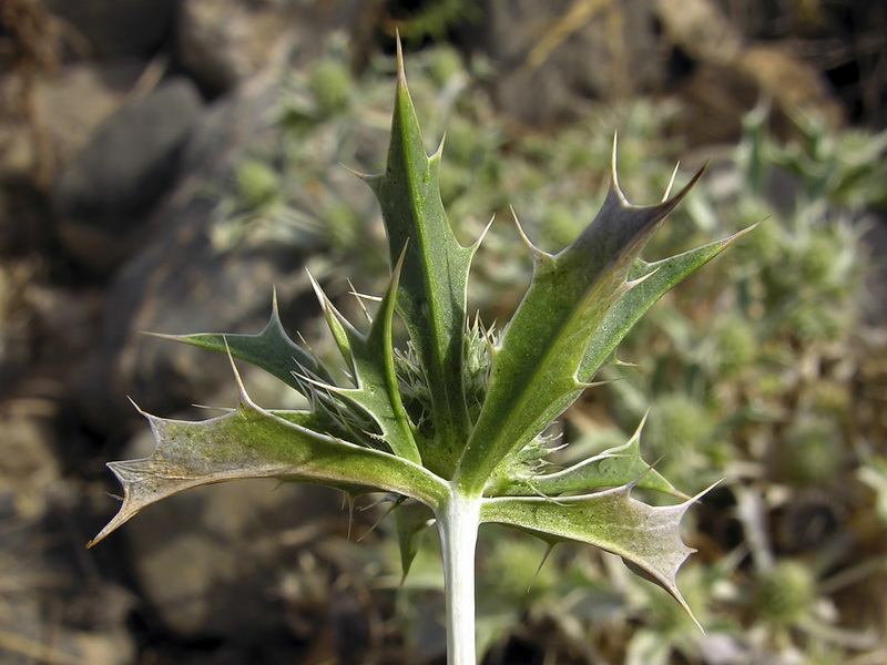 Eryngium ilicifolium.03