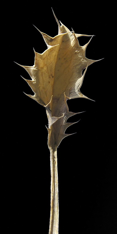 Eryngium ilicifolium.04