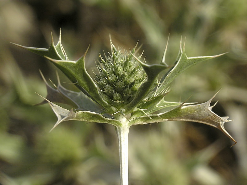 Eryngium ilicifolium.10