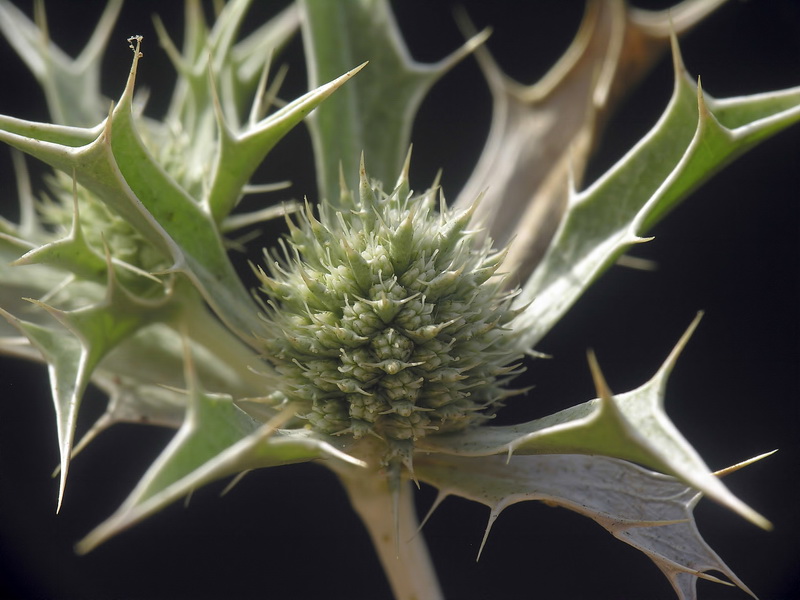 Eryngium ilicifolium.11