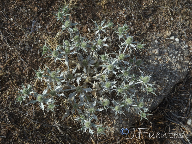 Eryngium ilicifolium.01