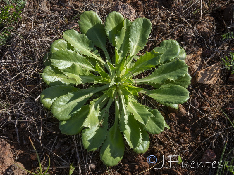 Eryngium ilicifoliumi.14