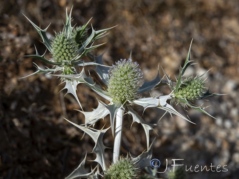 Eryngium ilicifoliumi.15