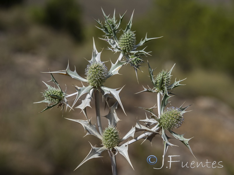 Eryngium ilicifolium.07