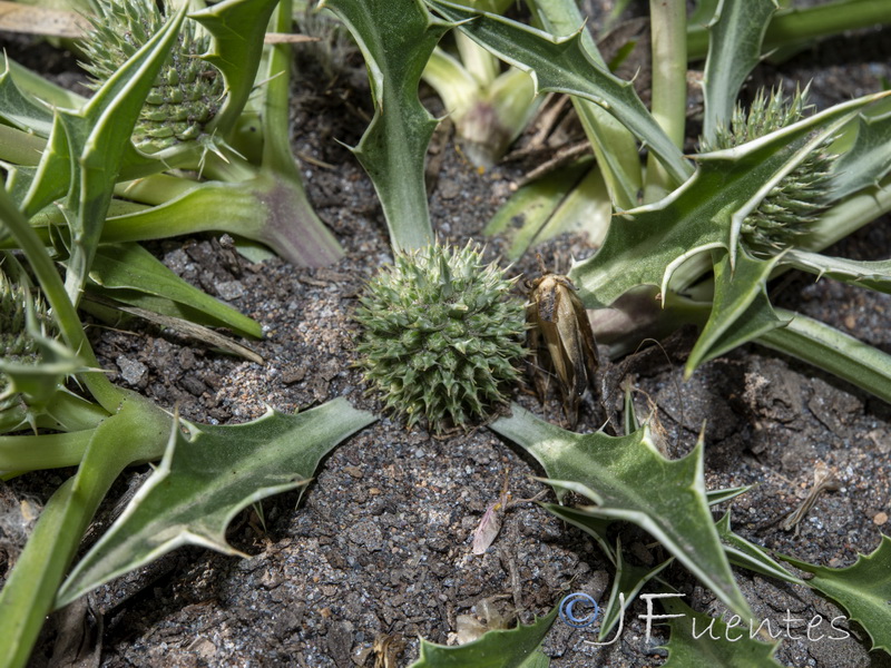 Eryngium ilicifolium.06