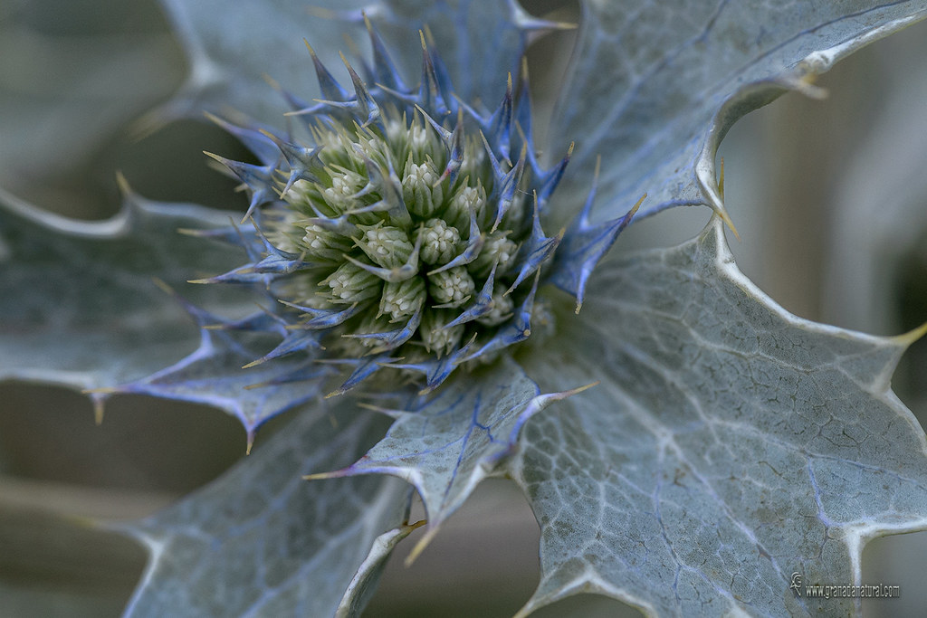 Eryngium maritimum