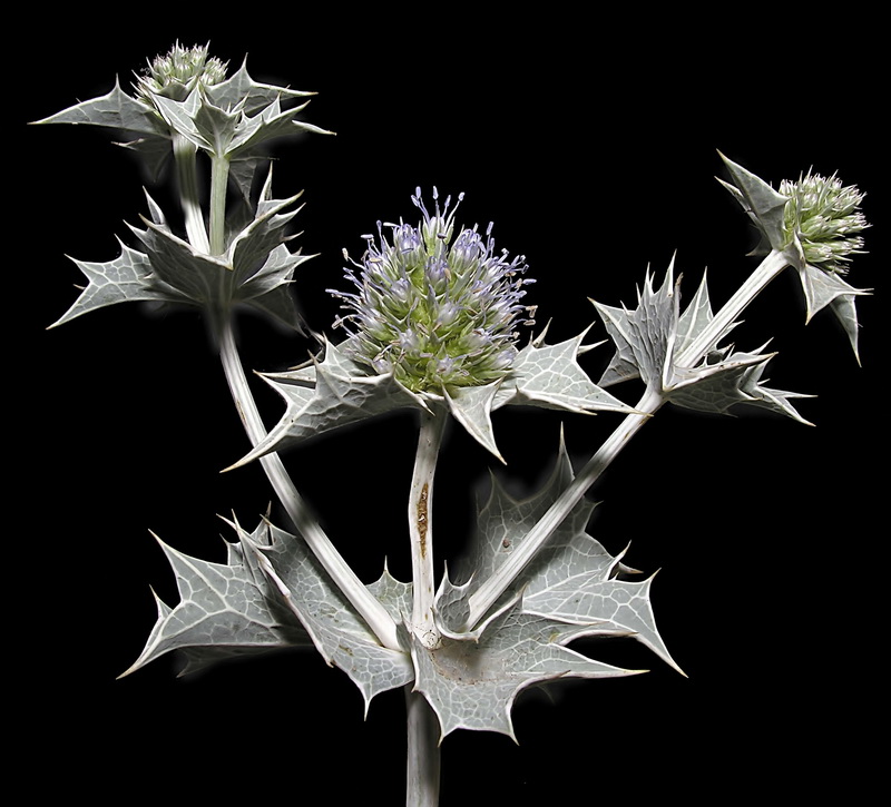 Eryngium maritimum.03