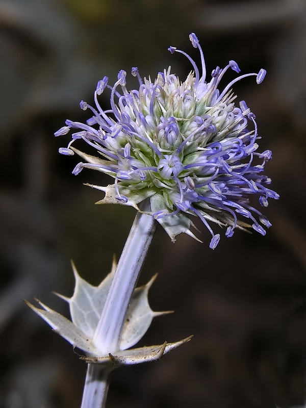 Eryngium maritimum.07