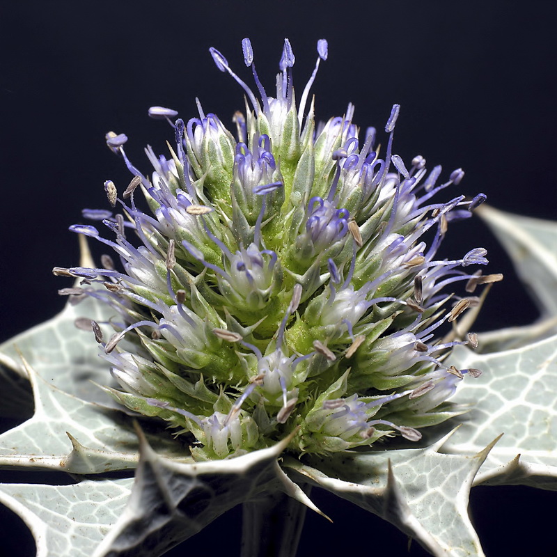 Eryngium maritimum.08