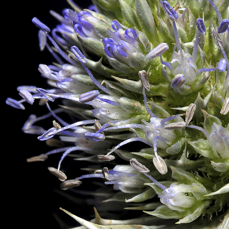 Eryngium maritimum.09