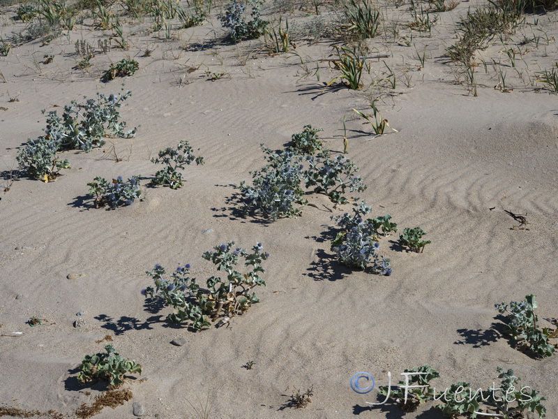 Eryngium maritimum.12