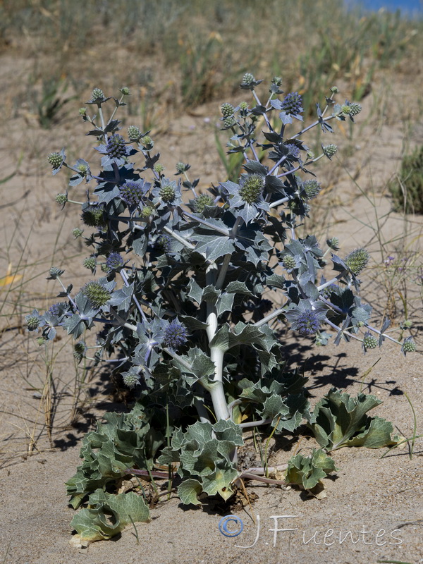 Eryngium maritimum.16