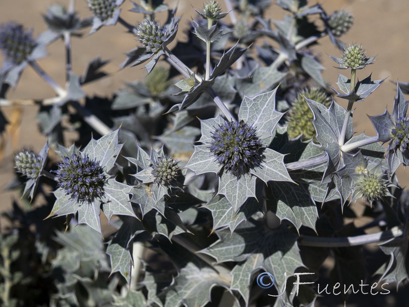 Eryngium maritimum.18