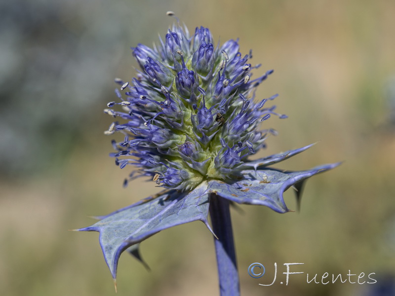 Eryngium maritimum.20