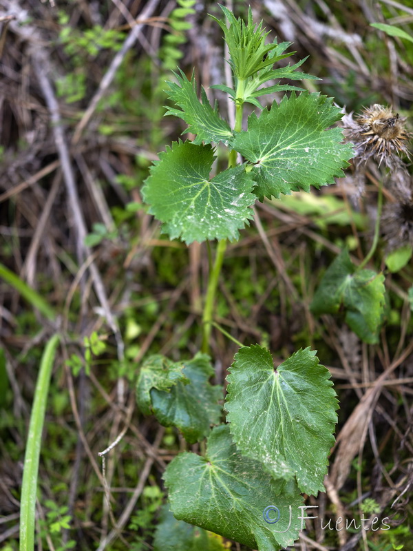 Eryngium tricuspidatum.01