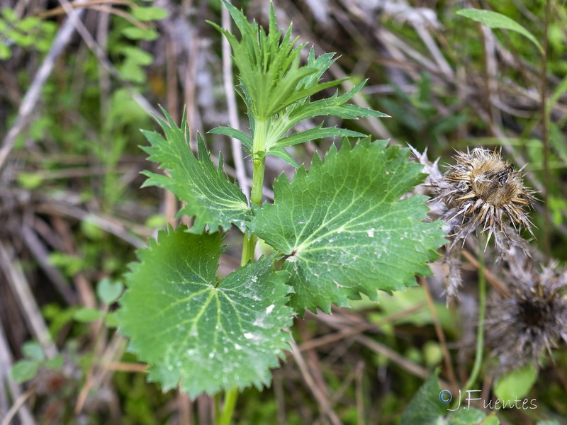 Eryngium tricuspidatum.02