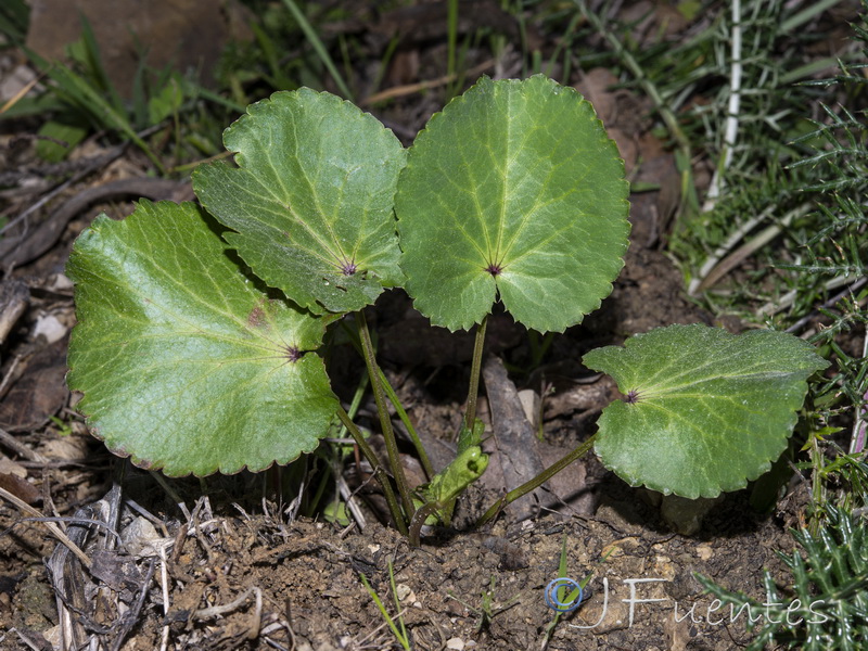 Eryngium tricuspidatum.05