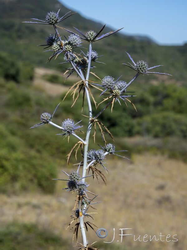 Eryngium tricuspidatum.07