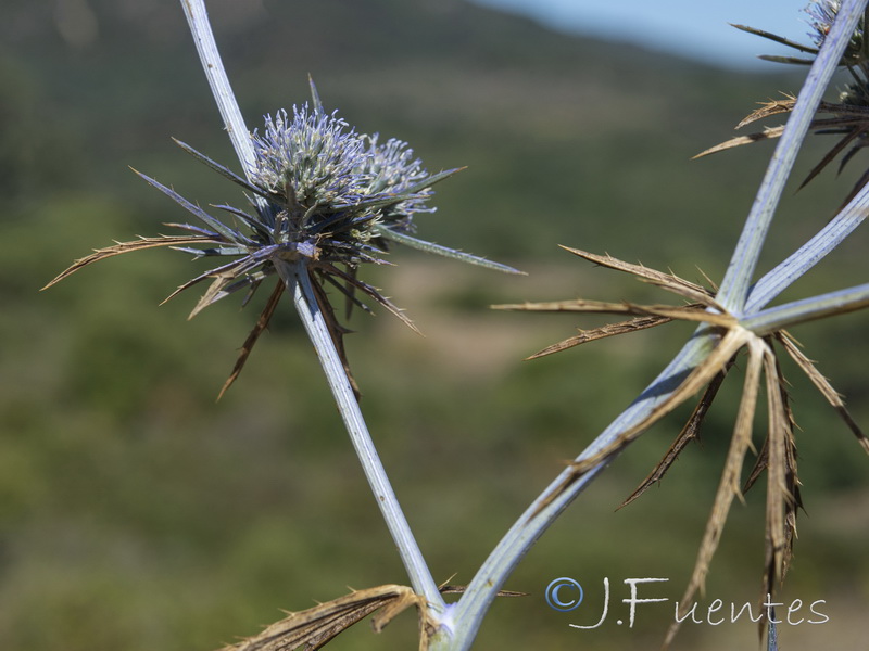 Eryngium tricuspidatum.08