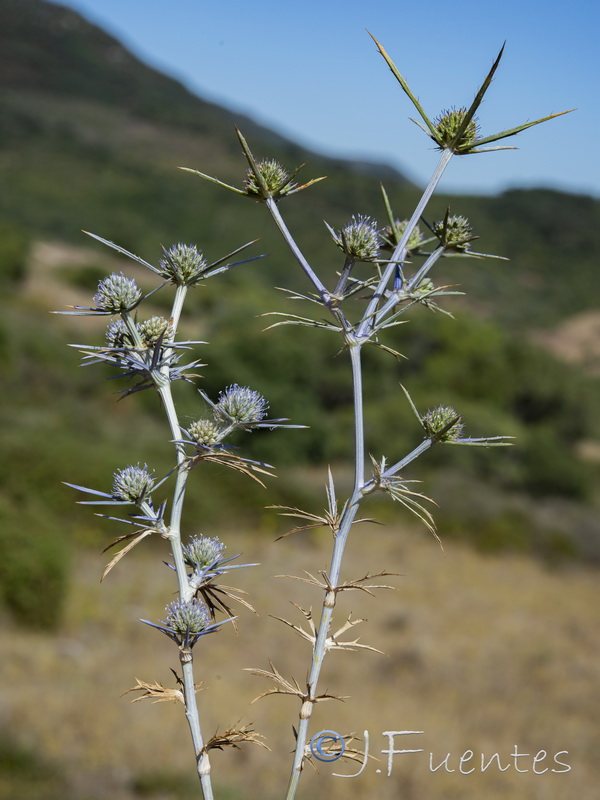 Eryngium tricuspidatum.09