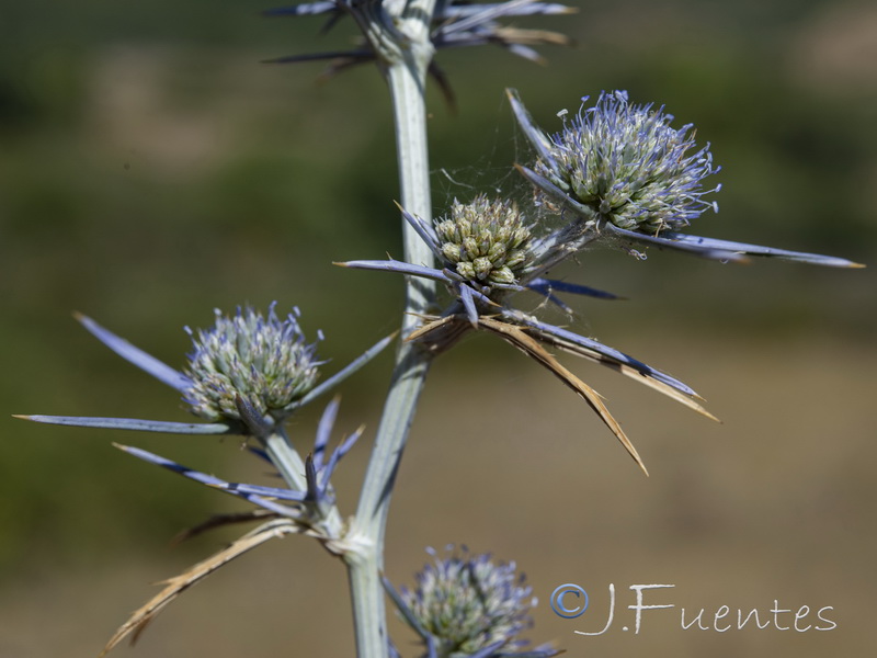 Eryngium tricuspidatum.10