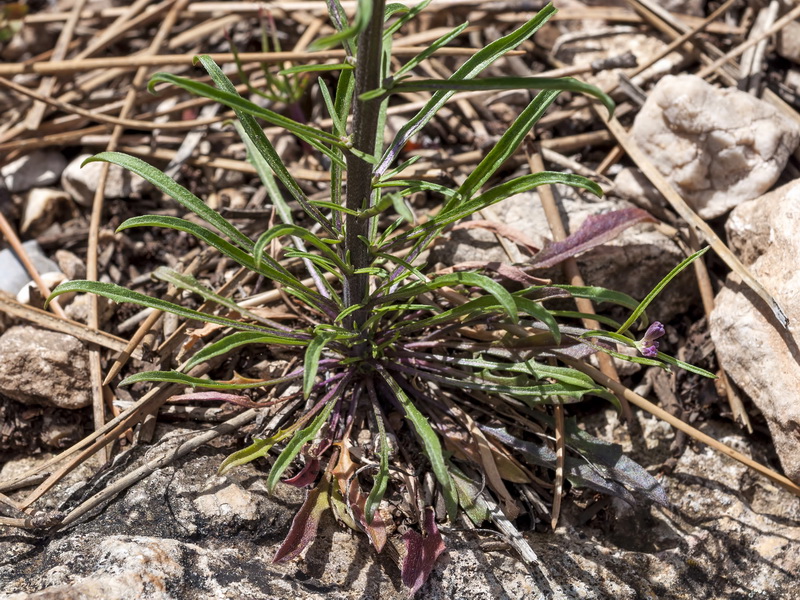 Erysimum baeticum.05