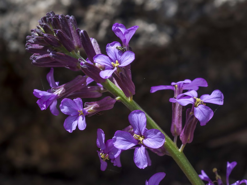 Erysimum baeticum.07